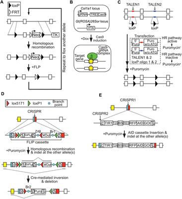 Multiple Gene Transfer and All-In-One Conditional Knockout Systems in Mouse Embryonic Stem Cells for Analysis of Gene Function